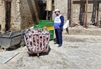 معدوم سازی 503 کیلوگرم گوشت ران گاوی منجمد آلوده در بیرجند