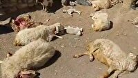 30رأس دام براثر آشامیدن آب آلوده تلف شدند