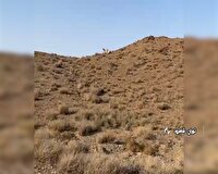 مشاهده همزمان پنج قلاده یوزپلنگ آسیایی در شاهرود