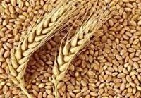 خریداری 9 هزار تن بذر کشاورزی در لرستان