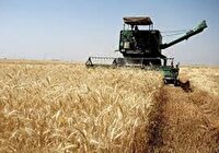 تداوم خرید تضمینی گندم، خرید بیش از 4600 تُن گندم در خراسان شمالی