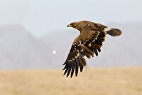 تیمار و رهاسازی ۲ بهله پرنده شکاری در مهاباد