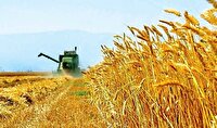 خرید تضمینی 67 هزار تن گندم در مازندران