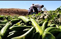 پیش بینی برداشت 7500 تن محصول خیار در کوهسرخ