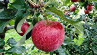 پیش‌بینی تولید 763 تن سیب و گلابی در شهرستان بابل