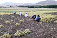 کار سخت زیر آفتاب داغ؛ اما دل‌هایی سرشار از امید