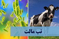 تب مالت بیماری هزار چهره‌ در گرما