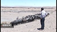 مزرعه متروکه قم به مرکز پرورش مرغ و دام تبدیل شد