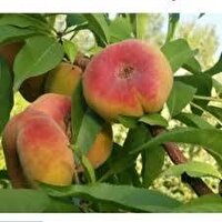 هلو انجیری طارم به بازار آمد