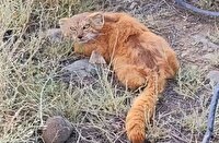 مشاهده گربه پالاس در جیرفت