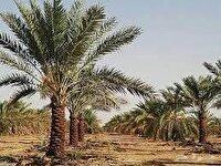 آغاز عملیات تسطیح نسبی اراضی کشاورزی آبادان