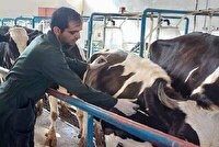 اجرای آزمایش سل برای بیش از 3 هزار دام سنگین در نجف آباد