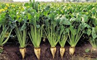 توسعه کشت چغندر هیبریدی در اردبیل