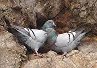 کشف لاشه  85 قطعه کبوتر چاهی شکارشده در بردسکن