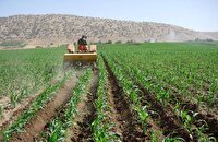 کشت ذرت علوفه‌ای در بیش از 5 هزار و 500 هکتار از مزارع کوار