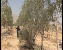 کاشت 3 هزار اصله درخت توسط بانوی همیار منابع طبیعی در فسا