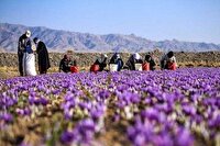 راه‌اندازی انبار بورس زعفران در خراسان‌شمالی