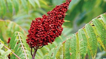 توسعه کشت سماق در آذربایجان شرقی