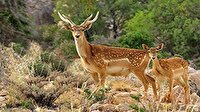 وجود 400 گونه جانوری در لرستان