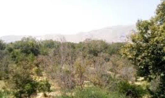 خشکاندن باغ‌ها در شهر یزد به هیچ عنوان قابل قبول نیست