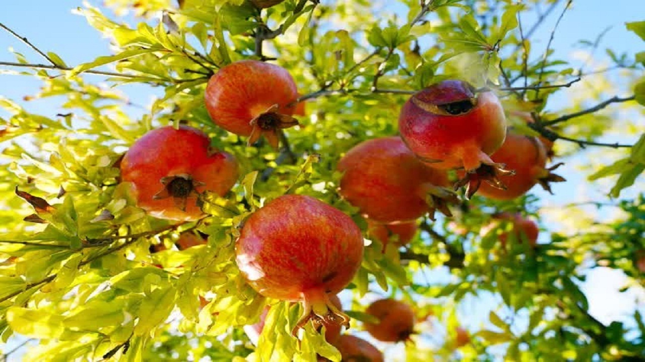 مبارزه با بیماری اسکب در انارستان‌های کیار