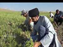 نذر محصول عدس در پذیرایی از زائران کربلا