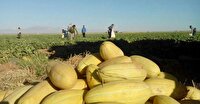 کاهش 17 تنی عملکرد خربزه در تربت‌جام