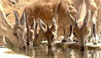 عاشقانه‌ای به نام آب و تشنگی
