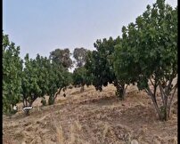 بازدید آموزشی باغداران ممسنی از انجیرستان دیم استهبان