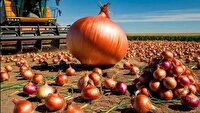 برداشت پیاز از 754 هکتار مزارع فسا