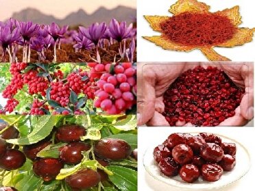 افزایش 19 هزار تنی فرآوری محصولات خراسان جنوبی