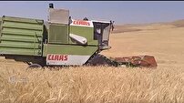 پیش بینی برداشت 12 هزار تن گندم از مزارع بخش بیرانوند