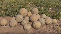پیش بینی برداشت 4 هزار تن طالبی از مزارع رومشکان