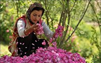 اسکو، قطب تولید گل محمدی در آذربایجان شرقی