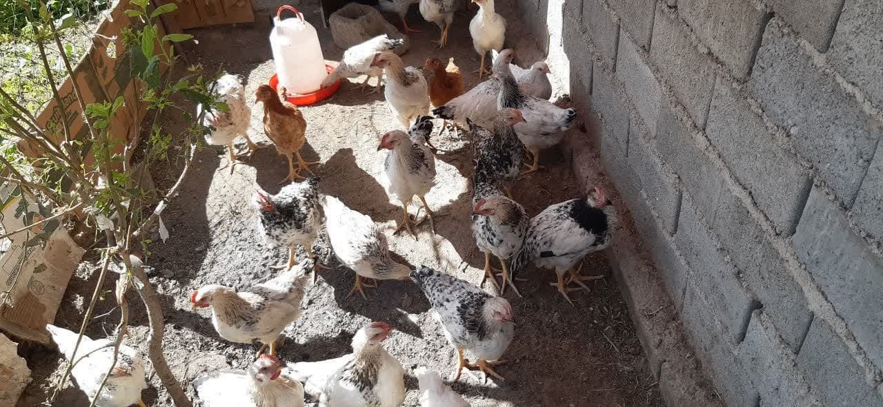 ایجاد اشتغال باپرورش مرغ بومی برای زنان روستایی و عشایر آذربایجان‌غربی