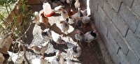 ایجاد اشتغال  برای زنان روستایی و عشایر آذربایجان‌غربی باپرورش مرغ بومی