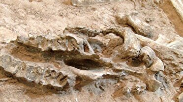 پیشرفت فیزیکی ۶۰ درصدی ساختمان مرکز دیرینه شناسی مراغه