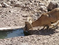 شناسایی دو شکارچی حیات وحش در طبس