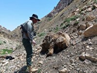کشف لاشه یک قلاده خرس قهوه ای در ارتفاعات روستای انبی محال ترگور ارومیه