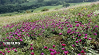 کشت بیش از ۶ هزار هکتار گیاه دارویی در لرستان