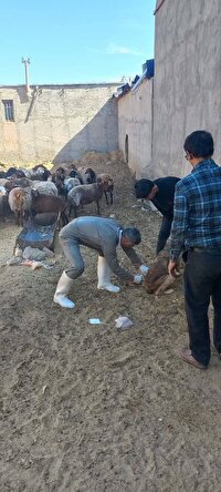 واکسیناسیون بیش از ۲۴۳ هزار رأس دام در جوین