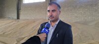 خرید تضمینی ۲۸۲ هزار تن گندم از زارعین آذربایجان‌غربی