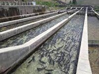 پیش بینی تولید 600 تن ماهی سردابی در خراسان شمالی
