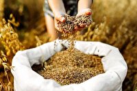 بذر، کلید طلایی افزایش تولید و امنیت غذایی