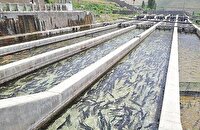 هشدار شیلات آذربایجان شرقی در پی موج گرمای مردادماه