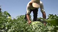 آغاز فصل برداشت هندوانه در مازندران؛ محصولی شیرین با مصرف آب بهینه