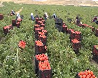 آغاز برداشت گوجه فرنگی از مزارع بیضا