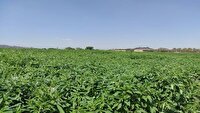 کاشت کنجد در مزارع جنوب فارس