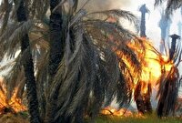 سوختن 150 اصله نخل خرما در شهرستان شادگان