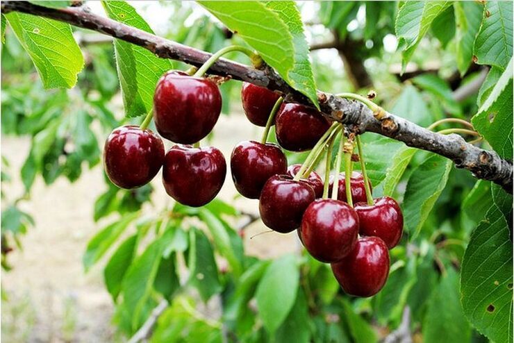 افزایش ۴۶ درصدی تولید گیلاس در آذربایجان شرقی